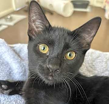 Photo of Shadow