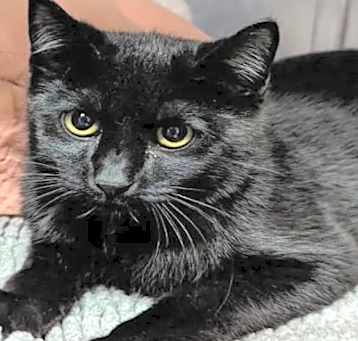 Photo of Artemis