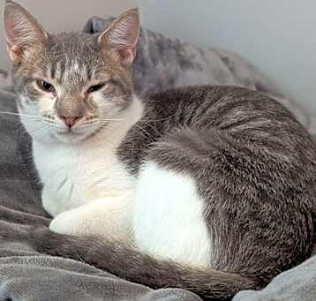 Photo of Pippin