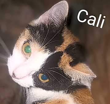 Photo of Callie