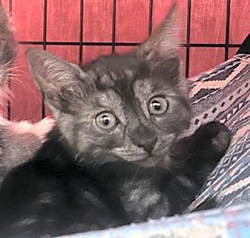 Photo of Pantera