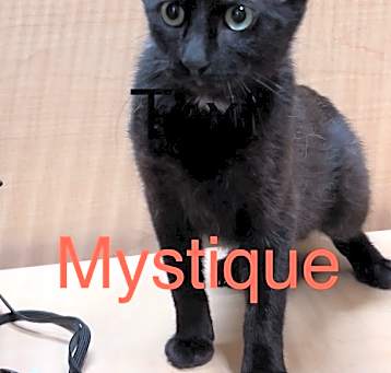 Photo of Mystique M.