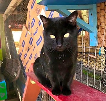 Photo of Inkspot