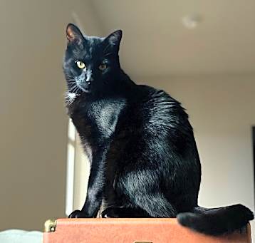 Photo of Nico