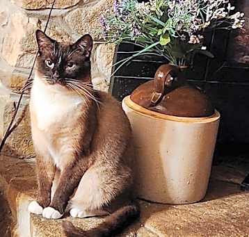 Photo of Bevazar