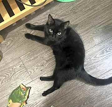Photo of Felix