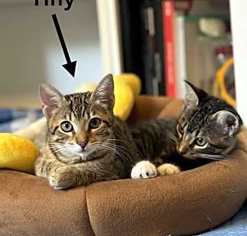 Photo of Tiny