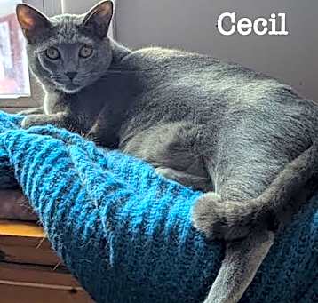 Photo of Cecil