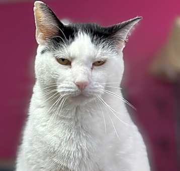 Photo of Pedro