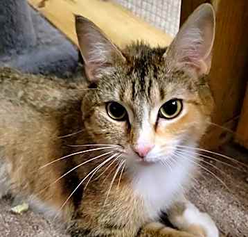 Photo of Butterscotch