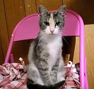 Photo of Shy