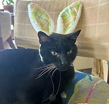 Photo of PANTHER (COURTESY POST)