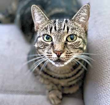 Photo of Cookie