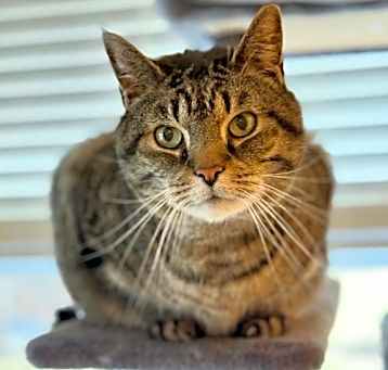 Photo of Bandit