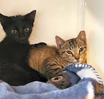 Photo of Yardley-female tabby / Scrappy-adopted male black