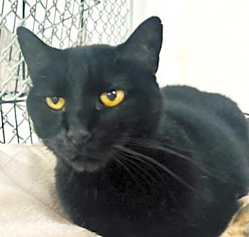 Photo of Bagheera