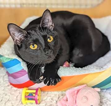 Photo of Zadie 1209
