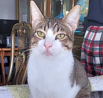 Photo of Balu
