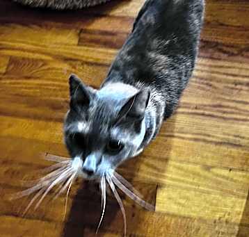 Photo of Blue