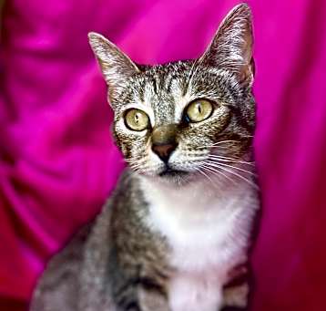 Photo of TASHA