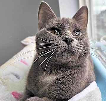 Photo of Smokey