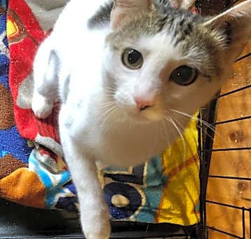 Photo of Eevee