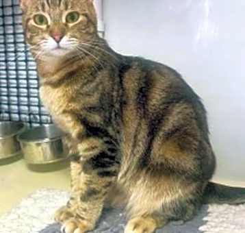 Photo of Bella