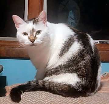 Photo of Lana (Oreo)