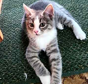 Photo of Jane aka Katniss Kitten #6