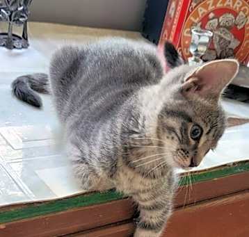 Photo of Simply Precious  aka Katniss Kitten #5