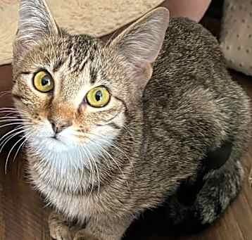 Photo of Dixie