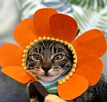 Photo of Rambi