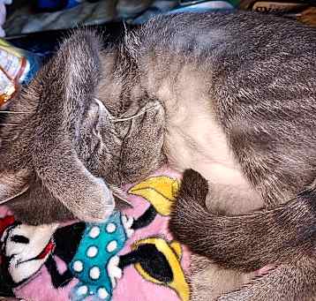 Photo of Blu