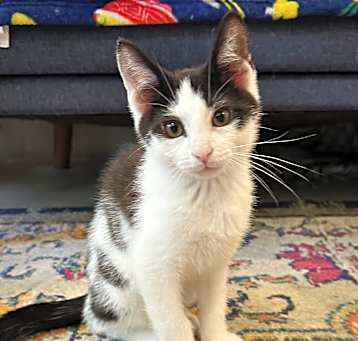 Photo of Pickles