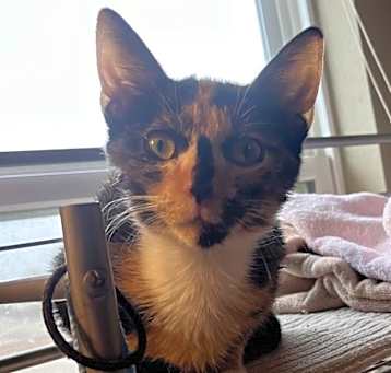 Photo of Jinx