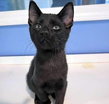 Photo of C265 litter Spider