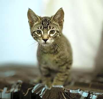 Photo of Azriel