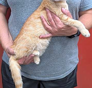 Photo of Ginger