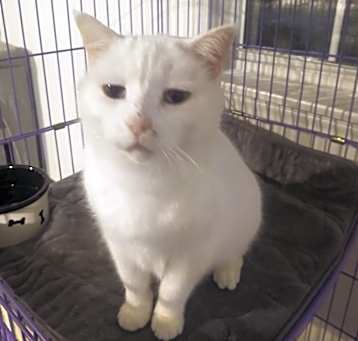 Photo of Daisy