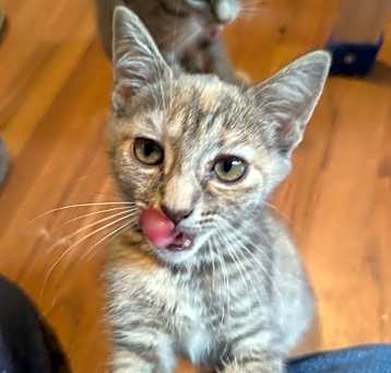 Photo of Sprinkles