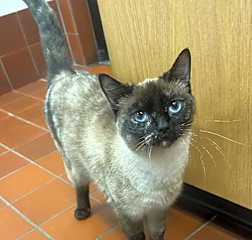 Photo of Saffron