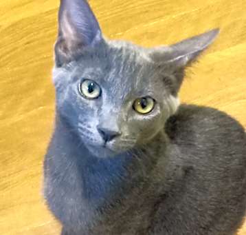 Photo of Rufus