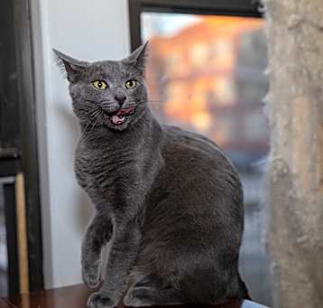 Photo of Champ