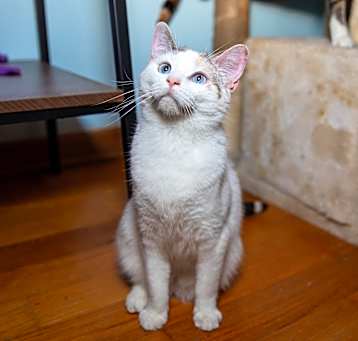 Photo of Sapphire