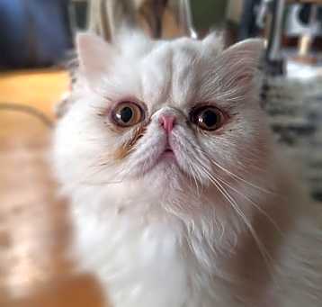 Photo of Hedwig