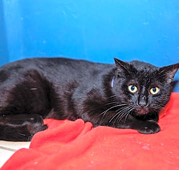 Photo of Chester