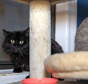 Photo of Ebony