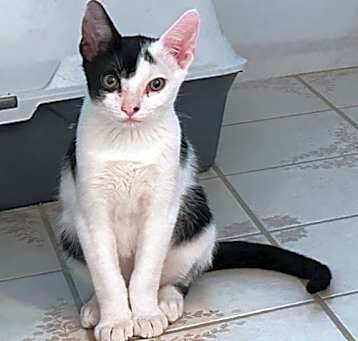 Photo of Comet