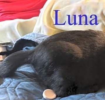 Photo of Luna
