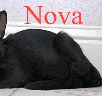 Photo of Nova